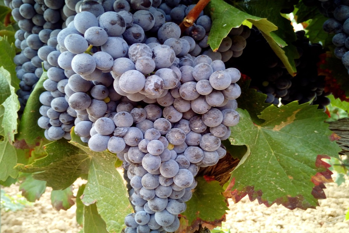 grapes-979462_1280