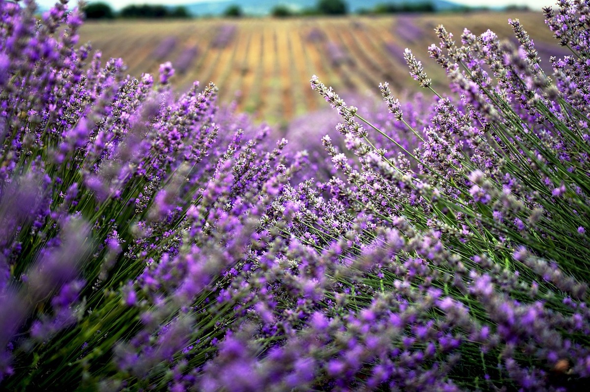 lavender-4087305_1280