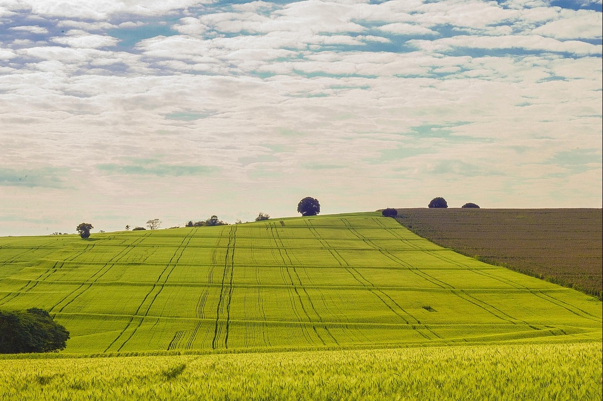 plantation-4572755_1280